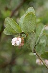 Del Norte Manzanita blossoms & foliage detail