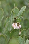 Del Norte Manzanita blossoms & foliage detail