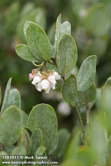 Arctostaphylos nortensis