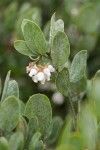 Del Norte Manzanita blossoms & foliage detail