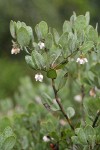 Del Norte Manzanita blossoms & foliage