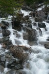 Del Norte Willow among rocks in middle of creek