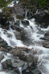 Del Norte Willow among rocks in middle of creek