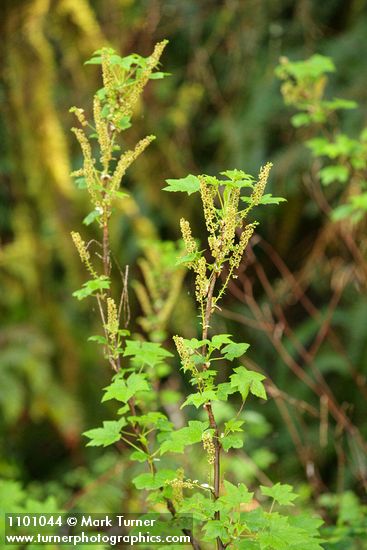 Ribes bracteosum