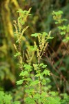 Stink Currant blossoms & foliage