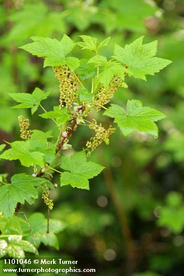 Ribes bracteosum