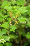 Stink Currant blossoms & foliage