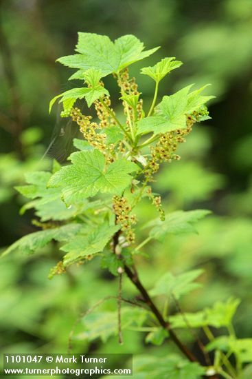 Ribes bracteosum