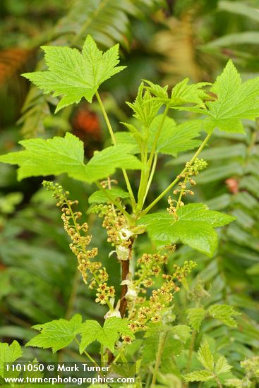 Ribes bracteosum