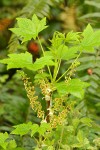 Stink Currant blossoms & foliage