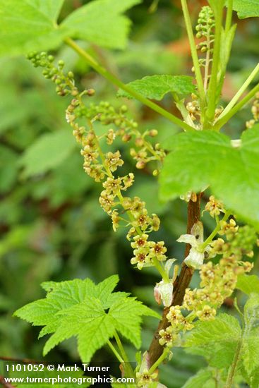 Ribes bracteosum