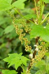 Stink Currant blossoms & foliage