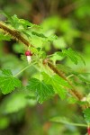 Canyon Gooseberry blossom & foliage