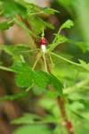 Canyon Gooseberry blossom & foliage