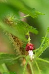 Canyon Gooseberry blossom detail