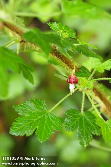 Ribes menziesii