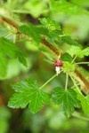 Canyon Gooseberry blossom & foliage