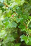 Canyon Gooseberry blossom & foliage