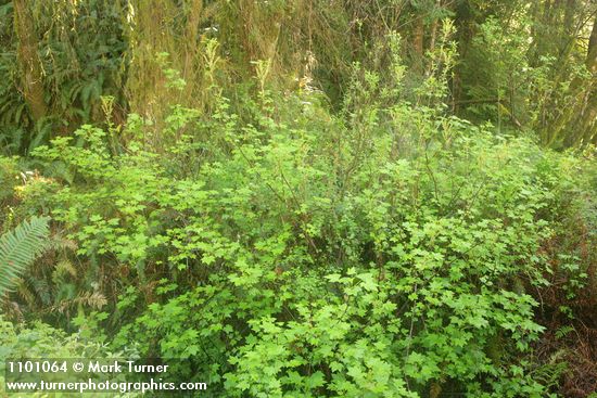 Ribes bracteosum