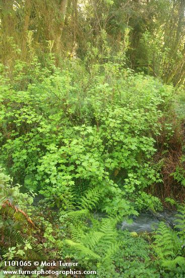 Ribes bracteosum