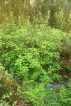 Stink Currant at edge of small creek