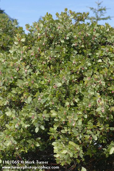 Arctostaphylos bakeri