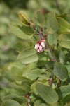 Baker's Manzanita blossoms & foliage
