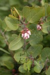 Baker's Manzanita blossoms & foliage