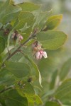 Baker's Manzanita blossoms & foliage