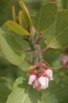 Baker's Manzanita blossoms & foliage detail