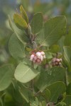 Baker's Manzanita blossoms & foliage detail