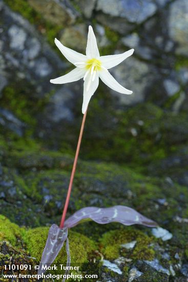 Erythronium citrinum