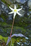 Lemon Fawn Lily