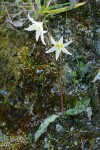 Lemon Fawn Lilies