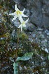 Lemon Fawn Lilies