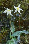 Lemon Fawn Lilies