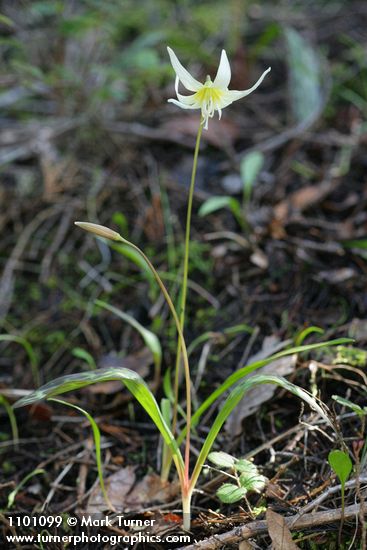 Erythronium californicum