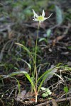 California Fawn Lily