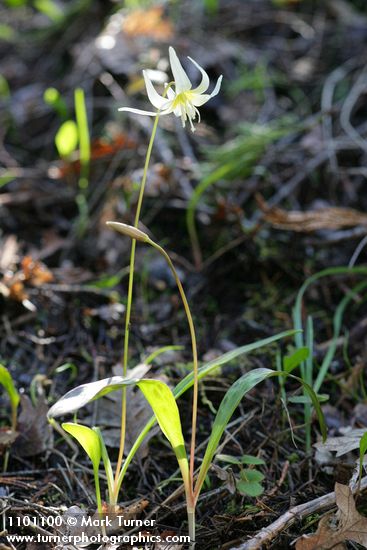 Erythronium californicum