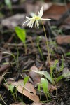 California Fawn Lily