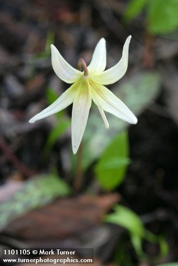 Erythronium californicum