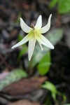 California Fawn Lily blossom back, from above