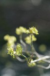 Blackfruit Dogwood blossoms