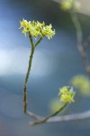 Blackfruit Dogwood blossoms