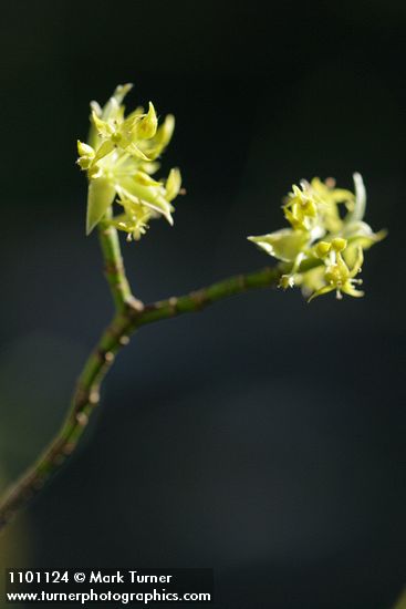 Cornus sessilis