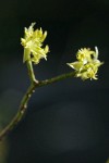 Blackfruit Dogwood blossoms