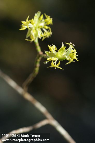 Cornus sessilis