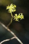 Blackfruit Dogwood blossoms