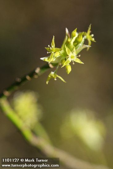 Cornus sessilis