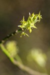 Blackfruit Dogwood blossoms